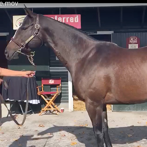 Fasig Tipton Saratoga Fall Sale Broodmare Purchase America's Pastime